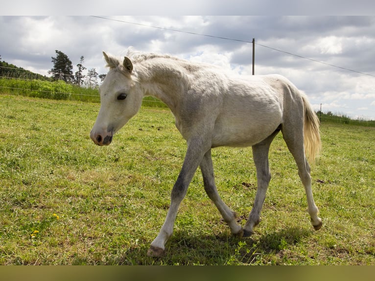 Welsh B Stallion 1 year Gray in W&#xF6;rth an der Donau