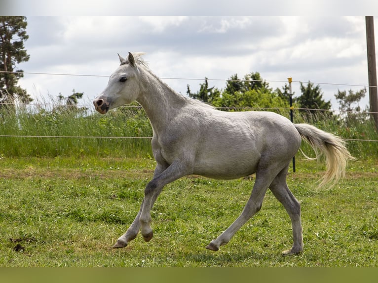 Welsh B Stallion 1 year Gray in W&#xF6;rth an der Donau