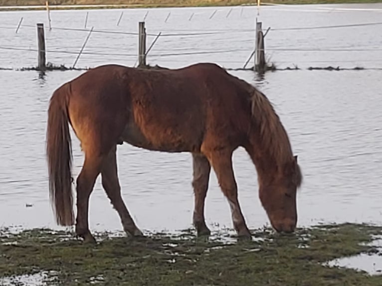 Welsh B Stallion 24 years 13 hh Chestnut-Red in Hambühren