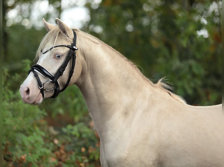 Welsh B Stallion 2 years 12,1 hh Cremello in Aalten