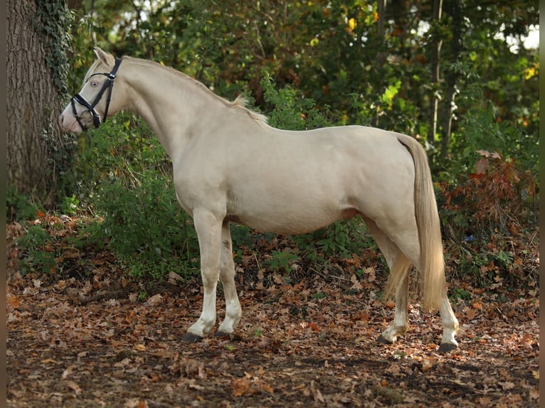 Welsh B Stallion 2 years 12,1 hh Cremello in Aalten