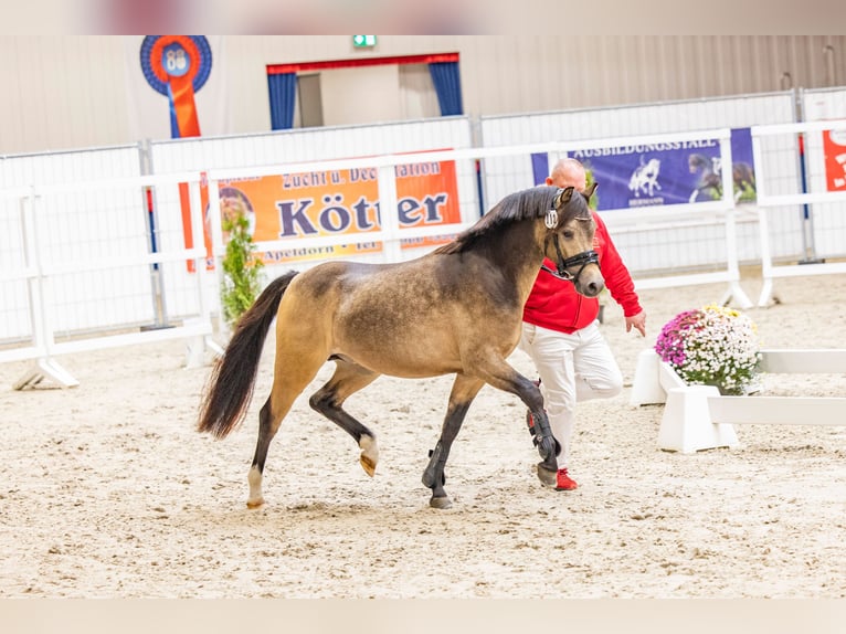 Welsh B Stallion 2 years 12,2 hh Buckskin in WardenburgWardenburg