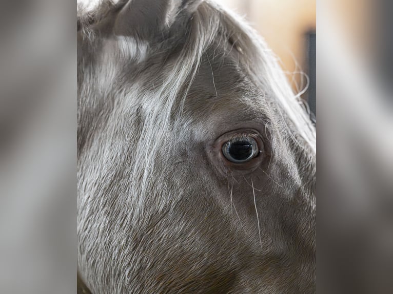 Welsh B Stallion 2 years 12,2 hh Perlino in Wilnsdorf
