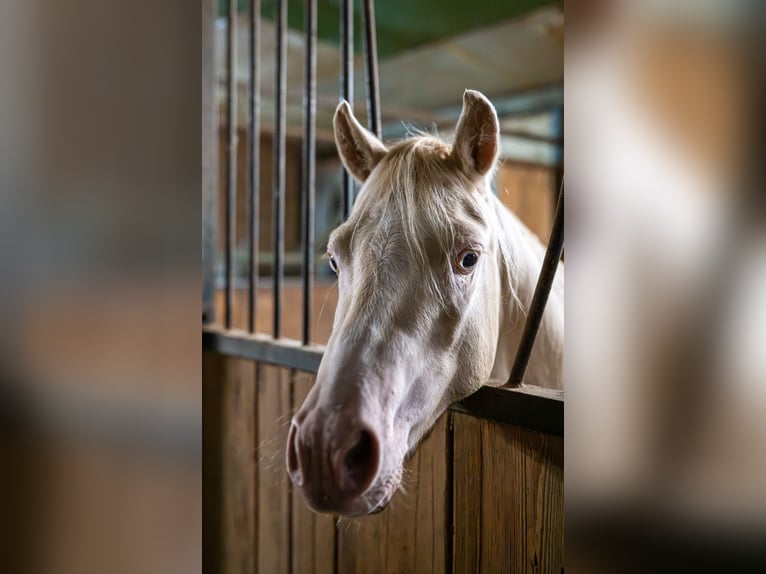 Welsh B Stallion 2 years 12,2 hh Perlino in Wilnsdorf