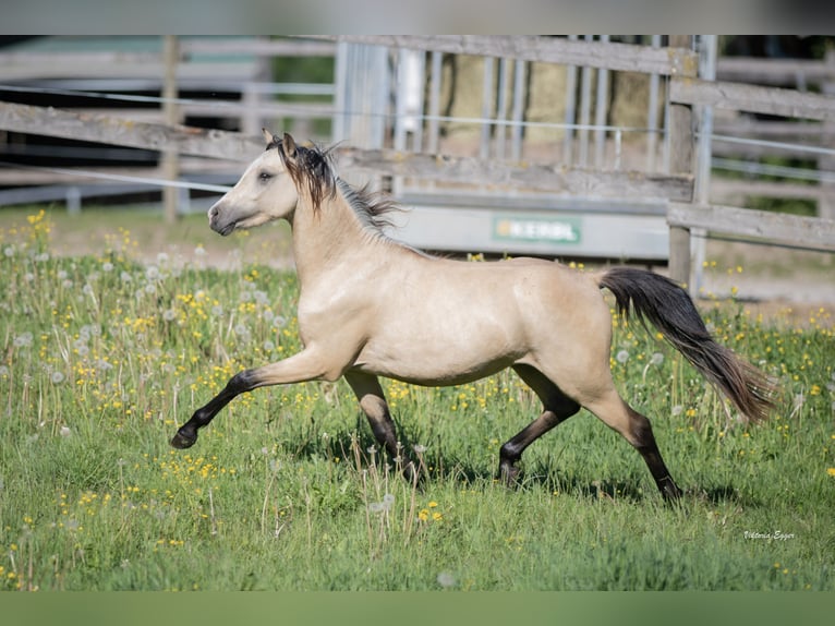 Welsh B Stallion 2 years 13 hh Dun in Scheffau am Wilden Kaiser