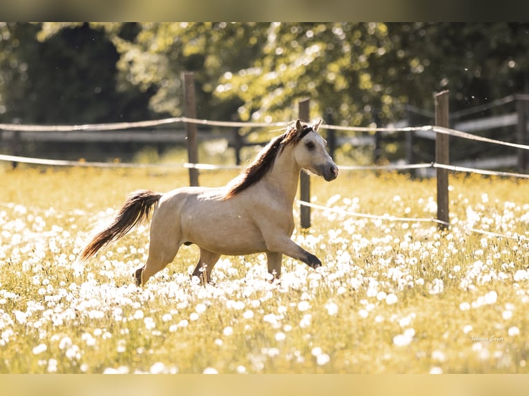 Welsh B Stallion 2 years 13 hh Dun in Scheffau am Wilden Kaiser