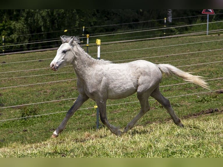Welsh B Stallion 2 years Grey in Wörth an der Donau