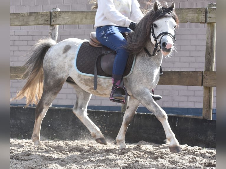 Welsh B Stallion 3 years 11,2 hh Grey in Achtmaal