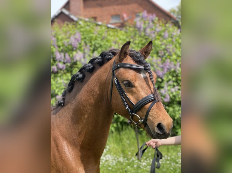 Welsh B Stallion 3 years 12,1 hh Brown in Emmerthal