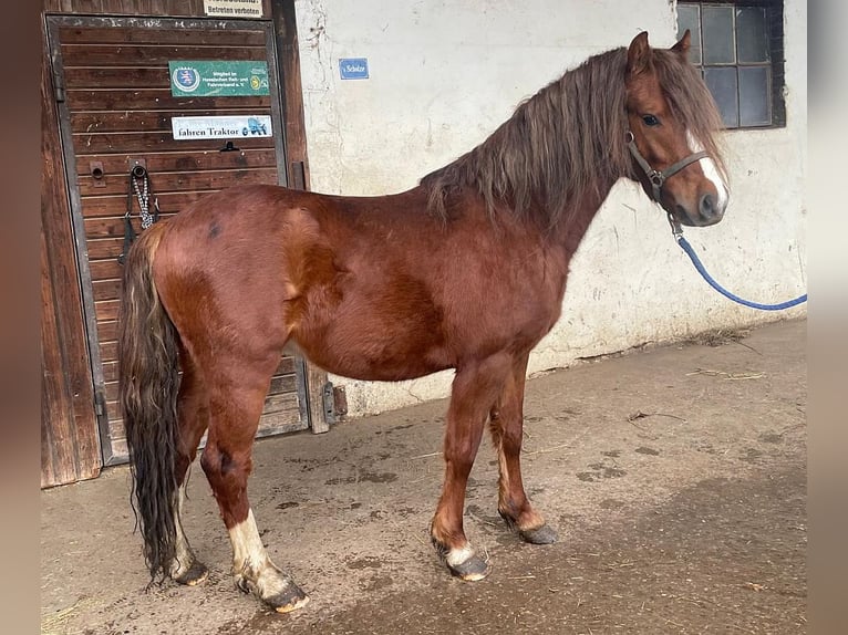 Welsh B Stallion 3 years 12,1 hh Chestnut-Red in Dischingen