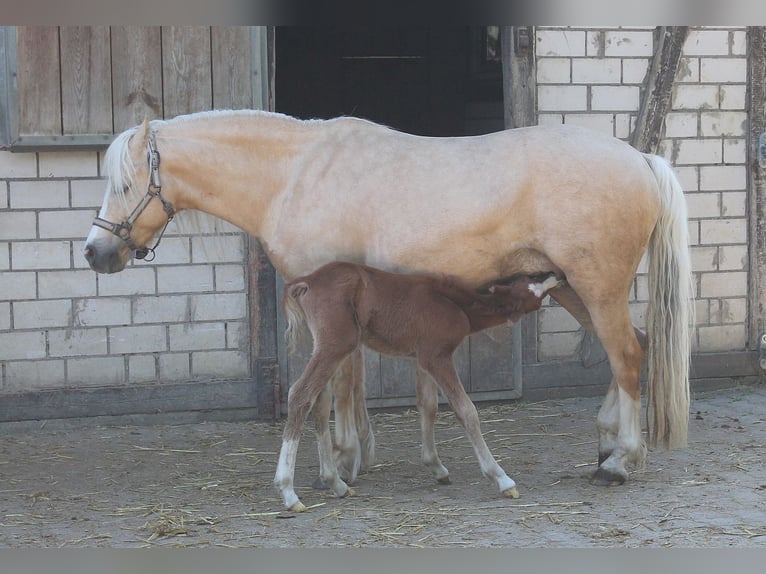 Welsh B Stallion 3 years 12,1 hh Chestnut-Red in Dischingen