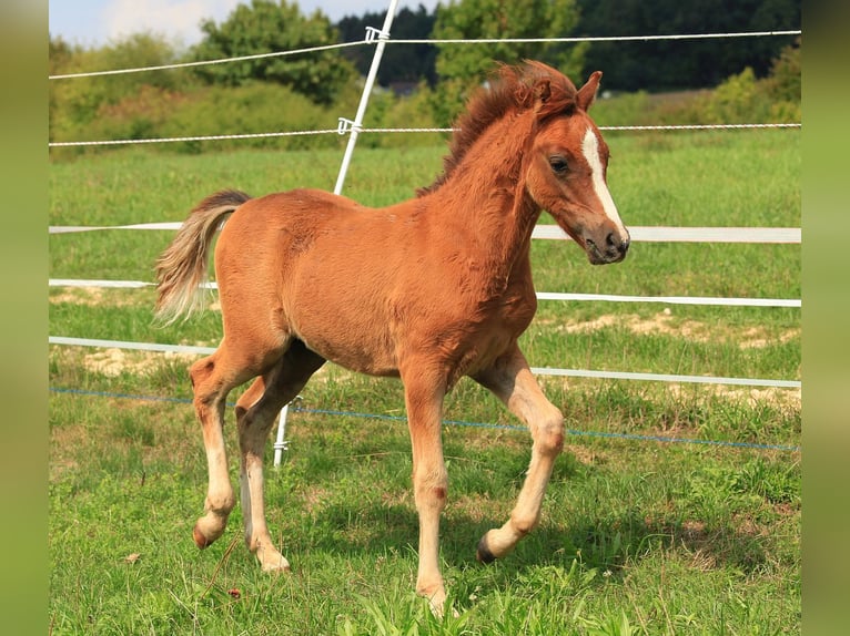 Welsh B Stallion 3 years 12,1 hh Chestnut-Red in Dischingen