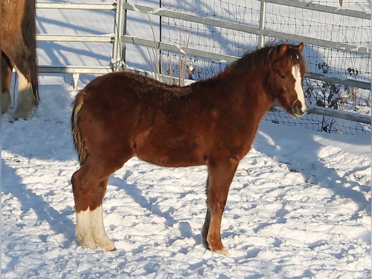 Welsh B Stallion 3 years 12,1 hh Chestnut-Red in Dischingen