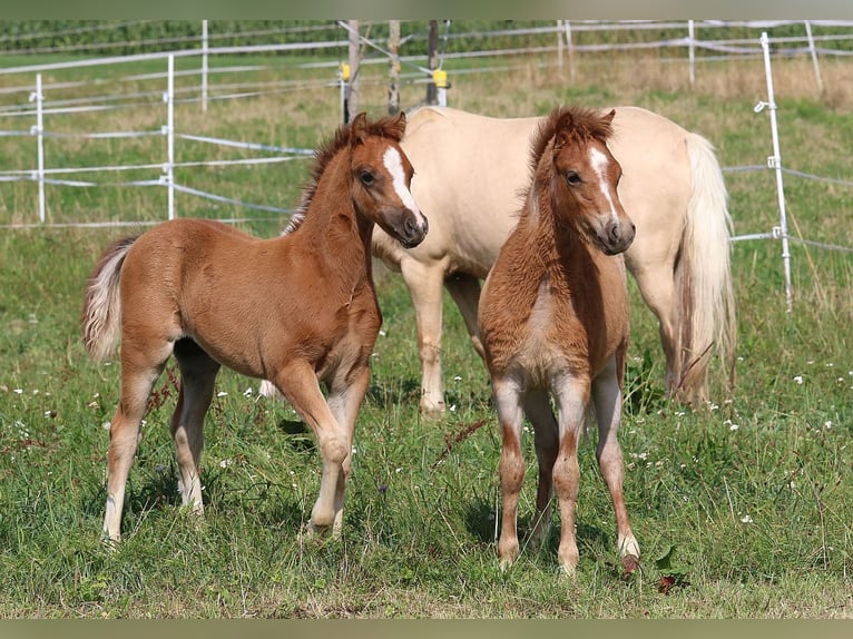 Welsh B Stallion 3 years 12,1 hh Chestnut-Red in Dischingen