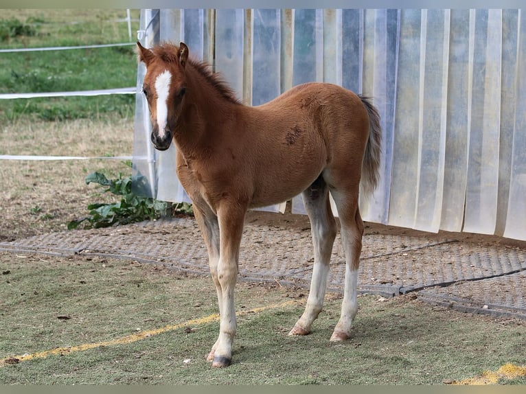 Welsh B Stallion 3 years 12,1 hh Chestnut-Red in Dischingen