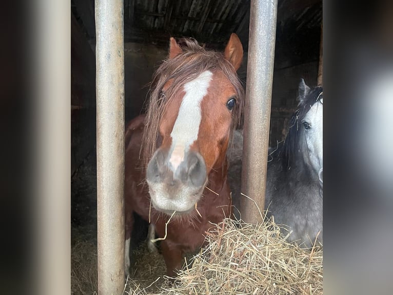 Welsh B Stallion 3 years 12,1 hh Chestnut-Red in Dischingen