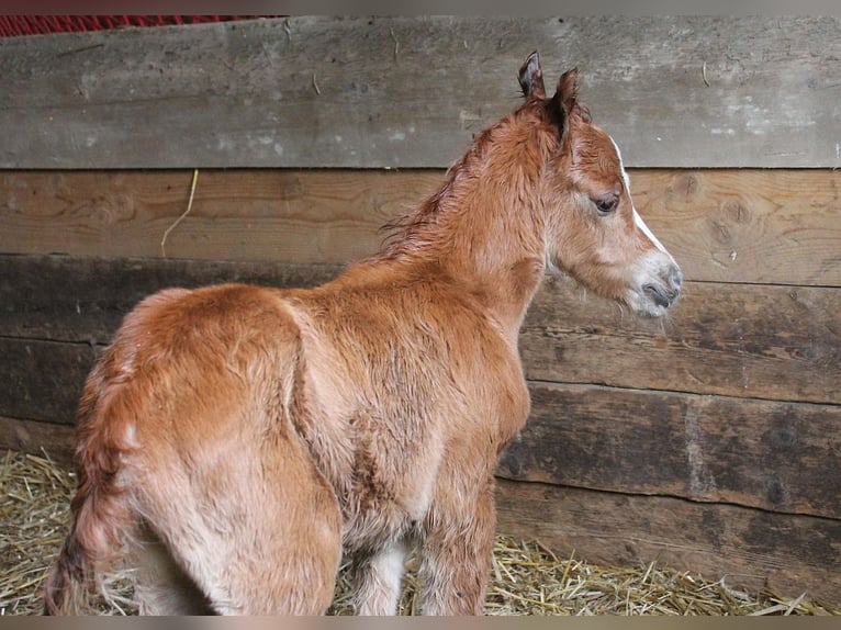 Welsh B Stallion 3 years 12,1 hh Chestnut-Red in Dischingen