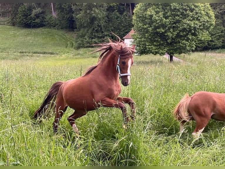 Welsh B Stallion 3 years 12,1 hh Chestnut-Red in Dischingen