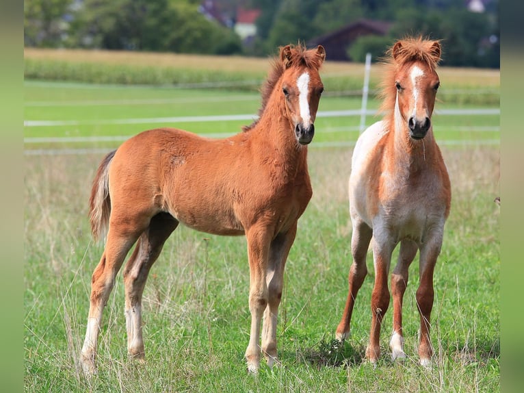 Welsh B Stallion 3 years 12,1 hh Chestnut-Red in Dischingen