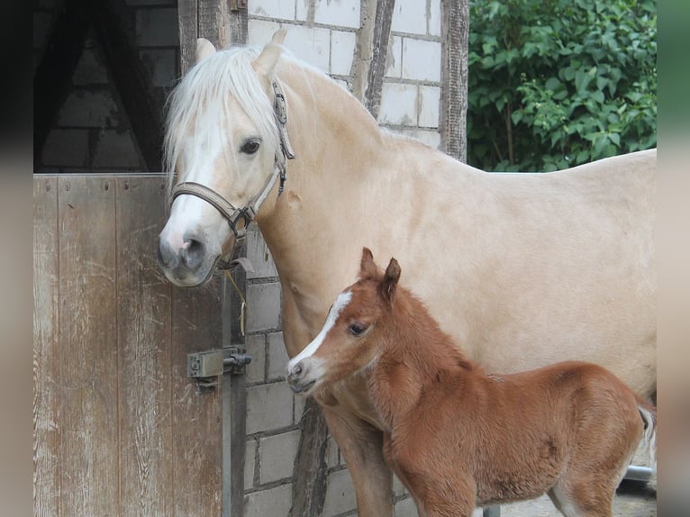 Welsh B Stallion 3 years 12,1 hh Chestnut-Red in Dischingen