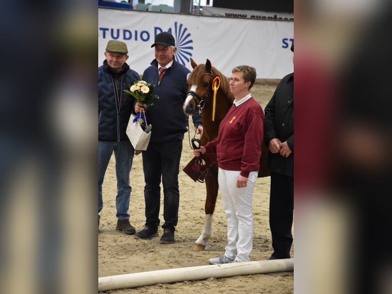 Welsh B Stallion 3 years 12,1 hh Chestnut-Red in Beuster