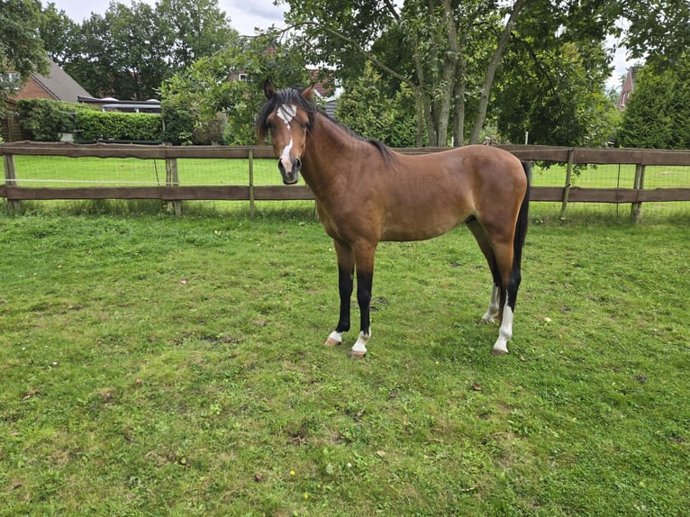 Welsh B Stallion 3 years 12,2 hh Brown in Wittmund