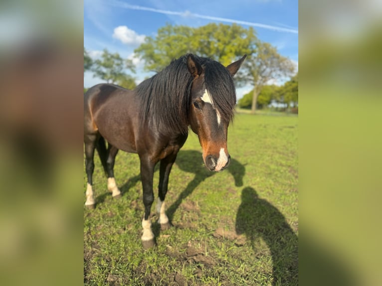 Welsh B Stallion 3 years 12,2 hh in De Mortel
