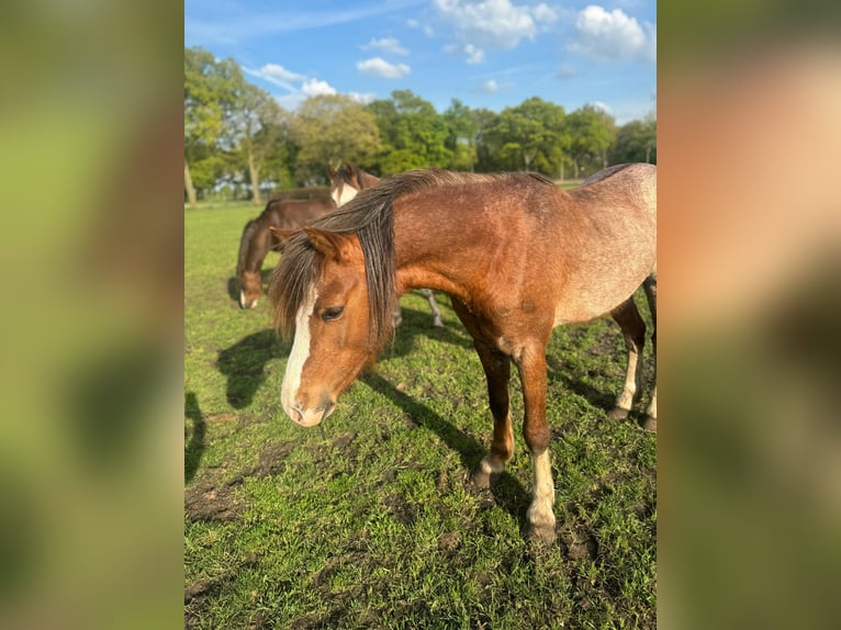 Welsh B Stallion 3 years 12,2 hh in De Mortel