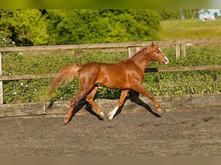 Welsh B Stallion 3 years 13,1 hh Chestnut-Red in Meerbusch
