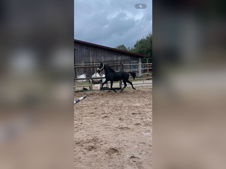 Welsh B Stallion 4 years 11,2 hh Black in Neuffen