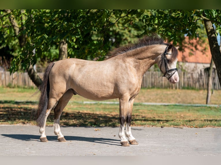 Welsh B Stallion 4 years 11 hh Dun in GROTE-BROGEL