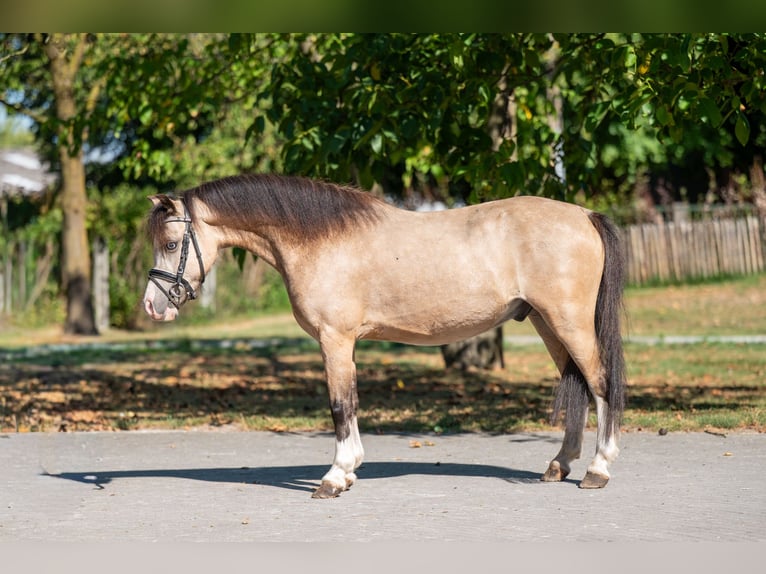 Welsh B Stallion 4 years 11 hh Dun in GROTE-BROGEL