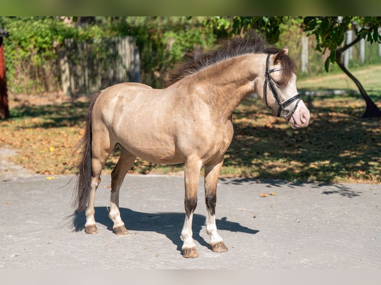 Welsh B Stallion 4 years 11 hh Dun in GROTE-BROGEL