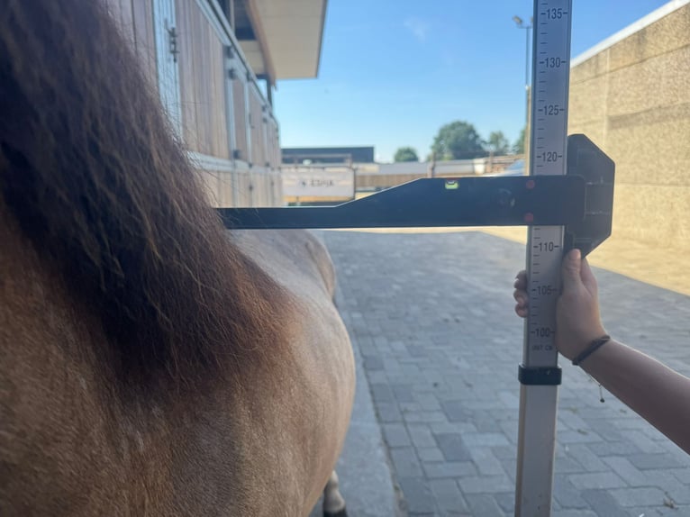 Welsh B Stallion 4 years 11 hh Dun in GROTE-BROGEL