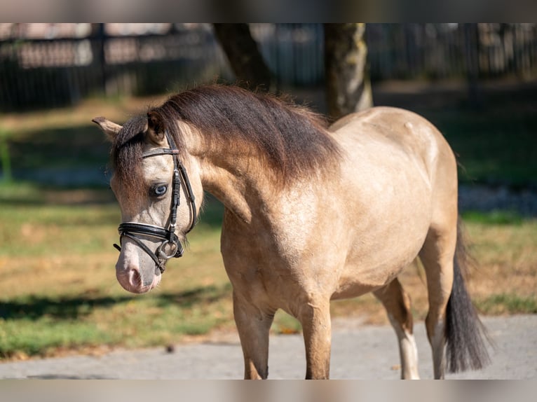 Welsh B Stallion 4 years 11 hh Dun in GROTE-BROGEL