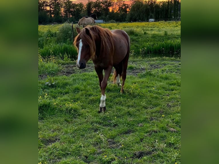 Welsh B Stallion 4 years 12,2 hh Chestnut in Brugge