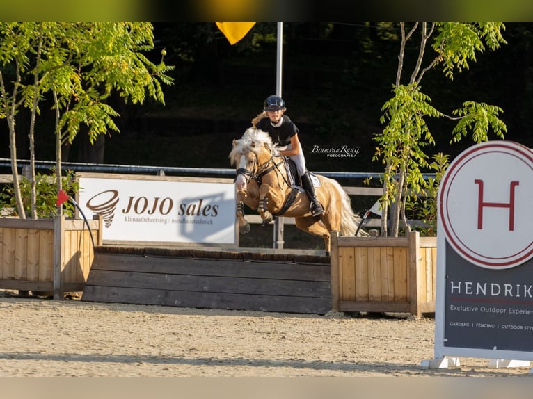 Welsh B Stallion 4 years 13,1 hh Palomino in Oirschot