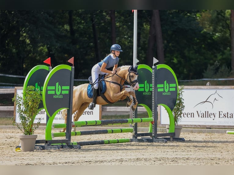 Welsh B Stallion 4 years 13,1 hh Palomino in Oirschot