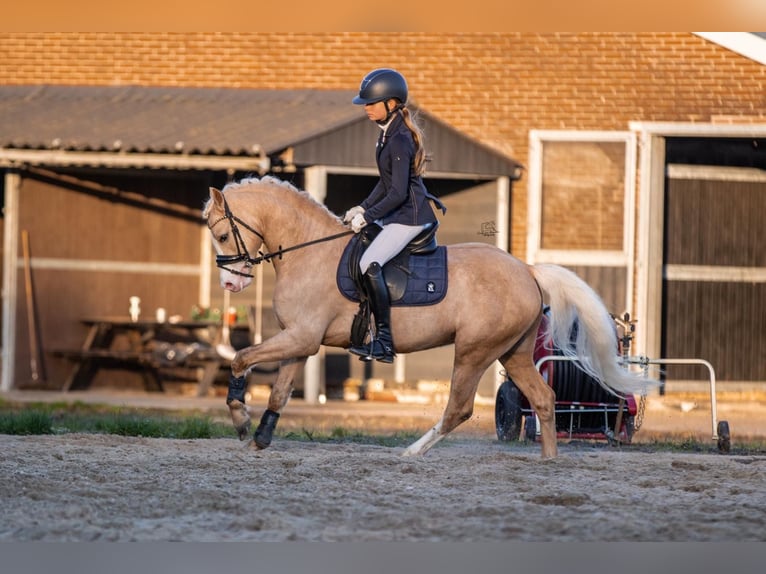 Welsh B Stallion 4 years 13,1 hh Palomino in Oirschot