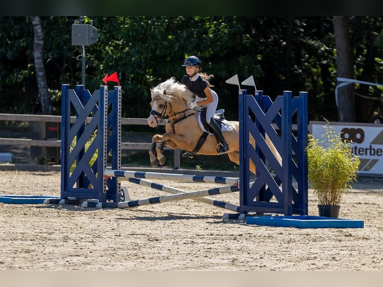 Welsh B Stallion 4 years 13,1 hh Palomino in Oirschot