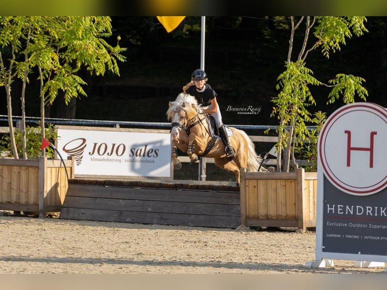 Welsh B Stallion 4 years 13,1 hh Palomino in Oirschot