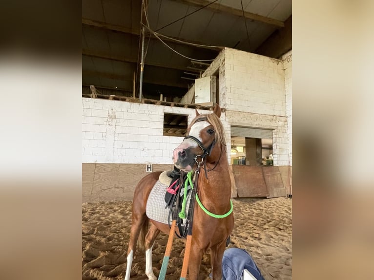 Welsh B Stallion 4 years 13 hh Chestnut in Niederzier Welsh B Stallion 4 years 13 hh Chestnut in Niederzier