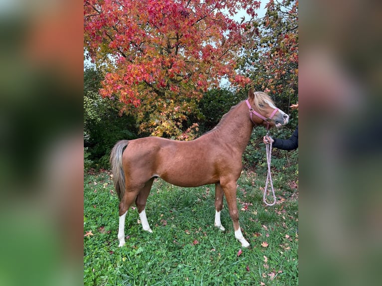 Welsh B Stallion 4 years 13 hh Chestnut in Niederzier Welsh B Stallion 4 years 13 hh Chestnut in Niederzier