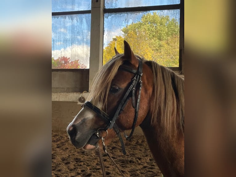Welsh B Stallion 4 years 13 hh Chestnut in Niederzier Welsh B Stallion 4 years 13 hh Chestnut in Niederzier