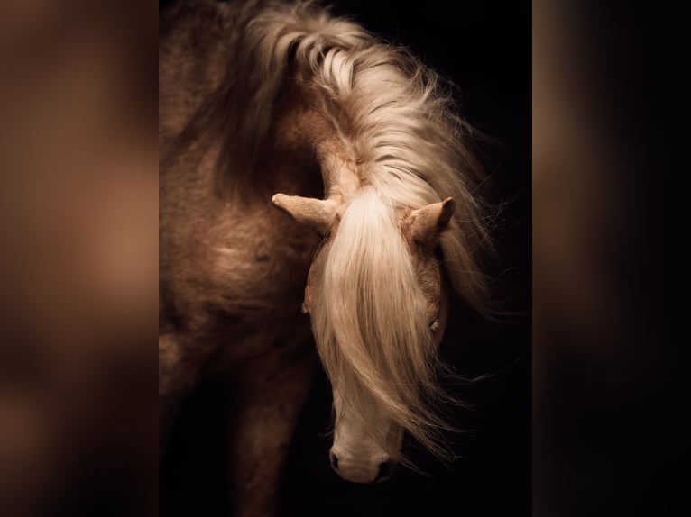 Welsh B Stallion 5 years 12.2 hh Palomino in Neumünster