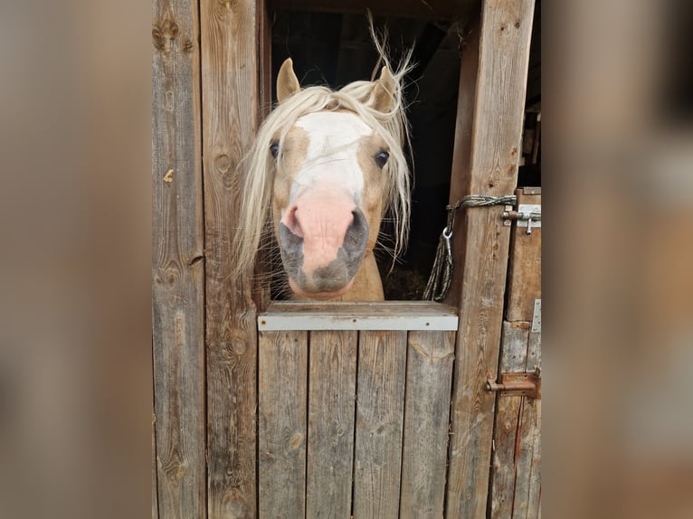 Welsh B Stallion 5 years 12.2 hh Palomino in Neumünster