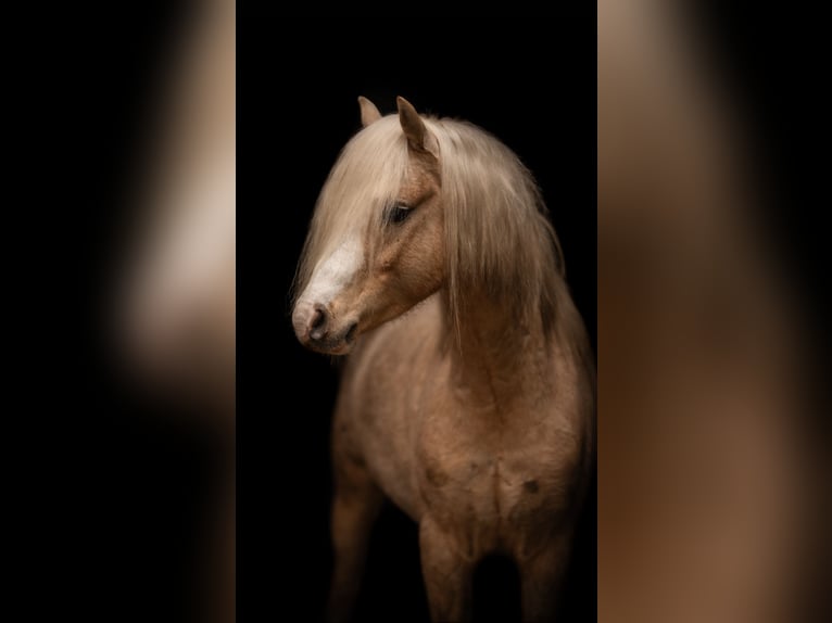 Welsh B Stallion 5 years 12.2 hh Palomino in Neumünster