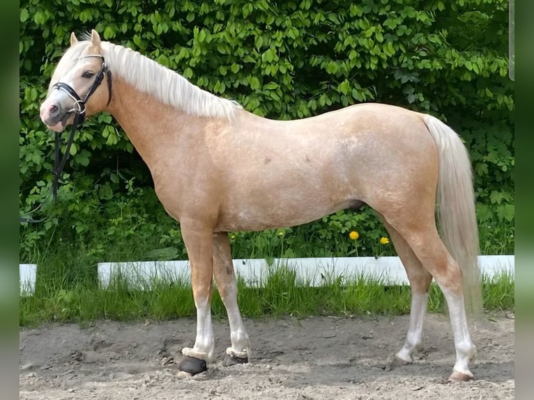 Welsh B Stallion 5 years 12,2 hh Palomino in Neumünster