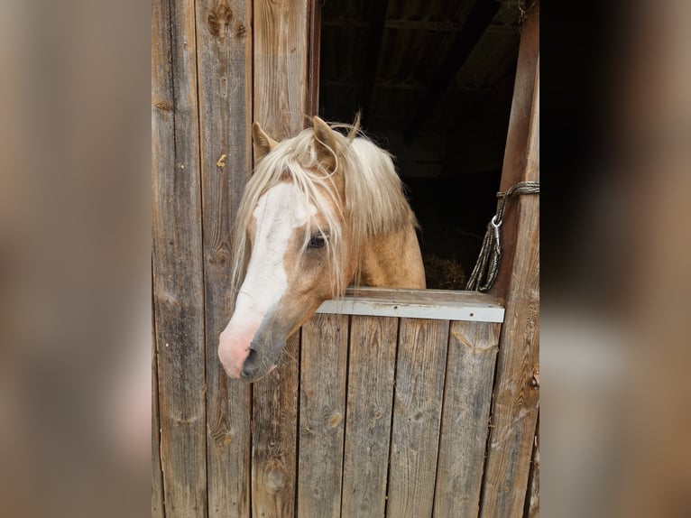 Welsh B Stallion 5 years 12,2 hh Palomino in Neumünster