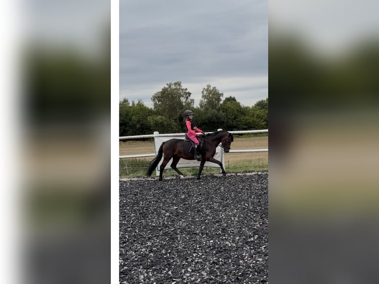 Welsh B Stallion 5 years 13.1 hh Bay-Dark in Groß Twülpstedt